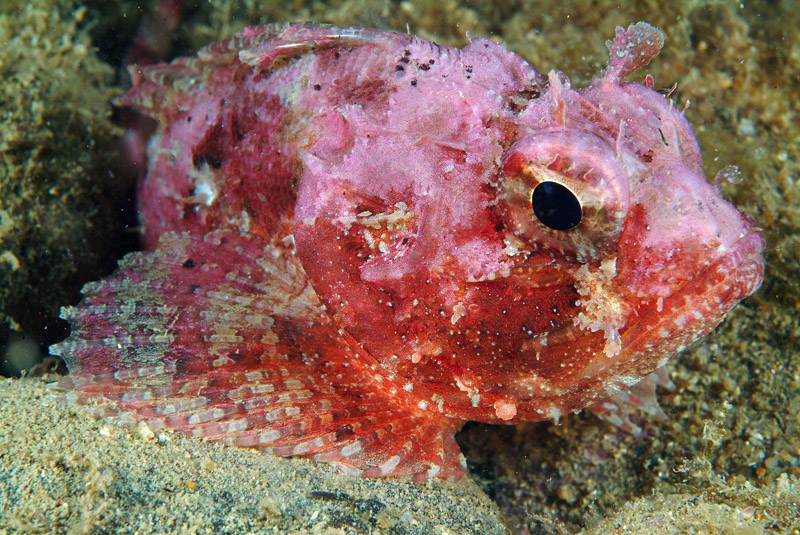 Scorpaena porcus